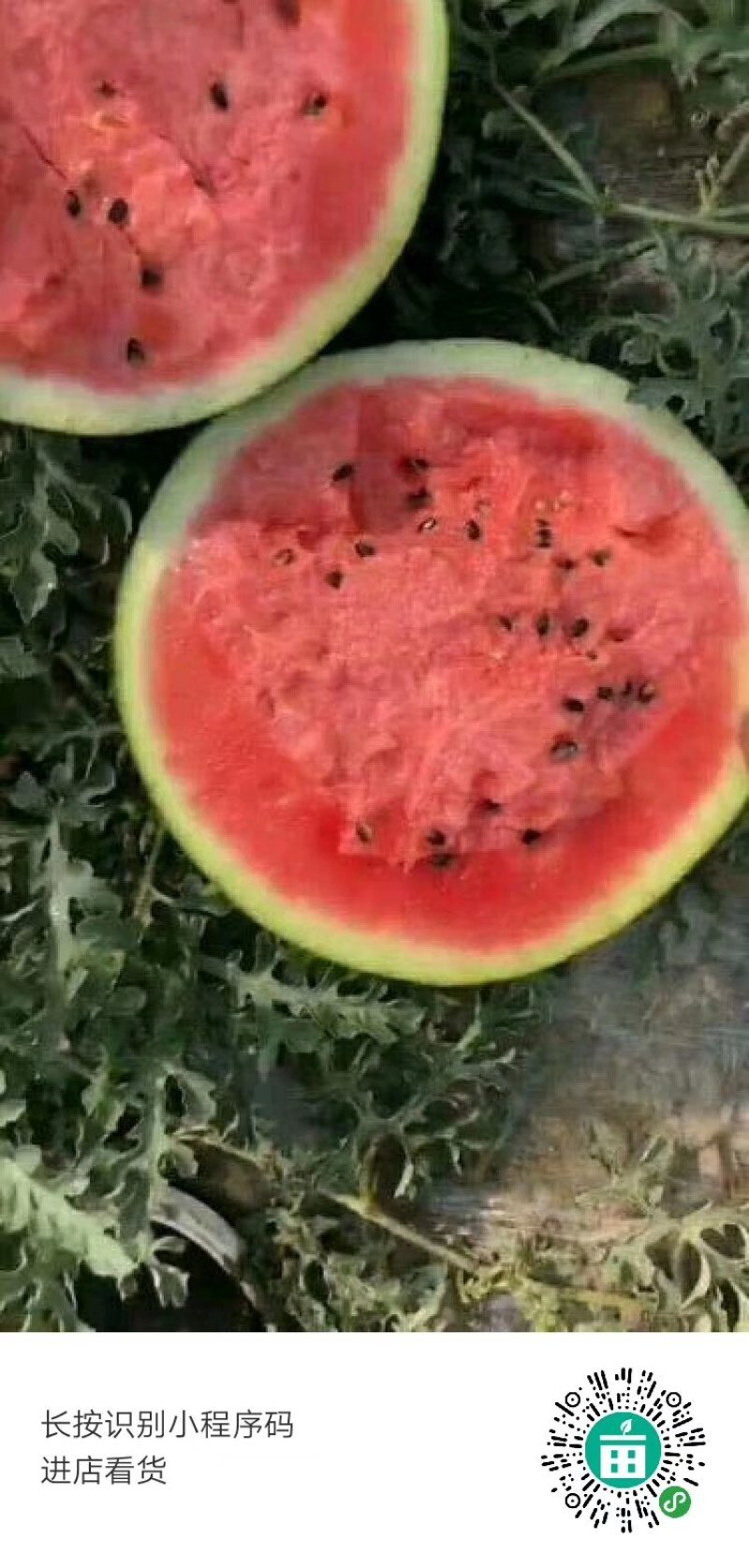 河南精品美都西瓜，品质保证，一手货源，欢迎订购，