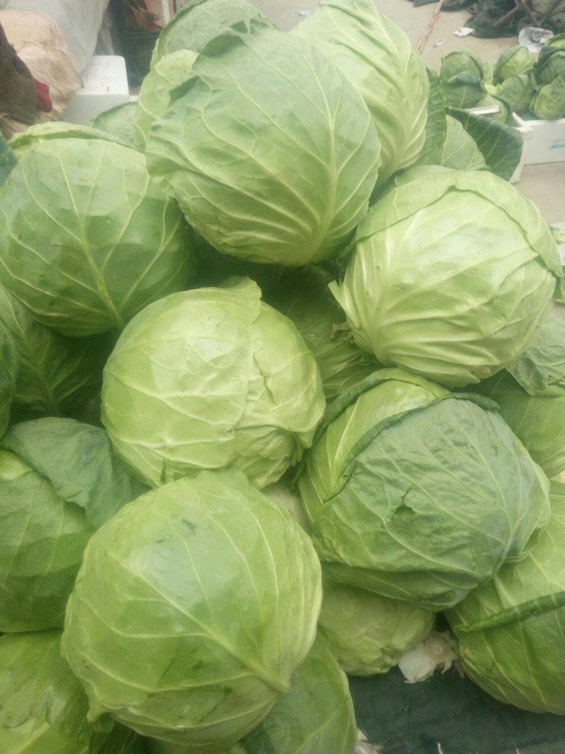 绿甘蓝高原蔬菜产地直供耐运输，品种优良，质量上乘