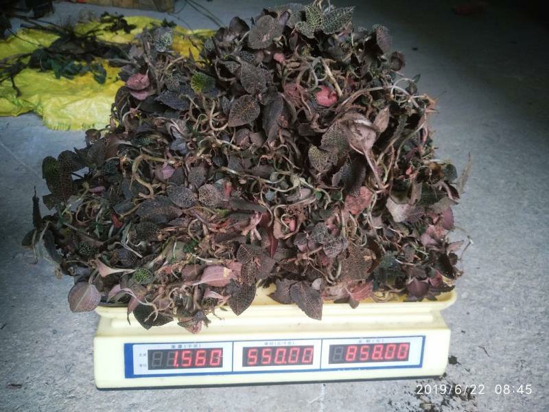 正品野生中药材金线莲