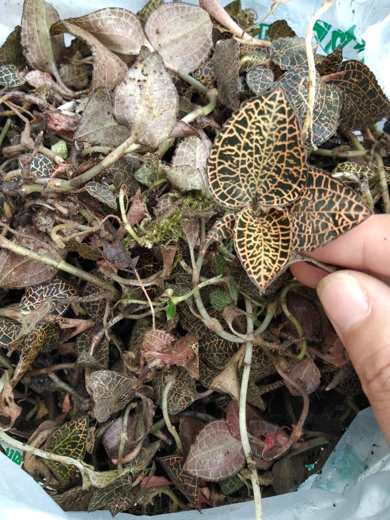 正品野生中药材金线莲