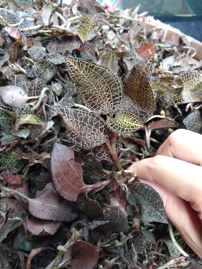 正品野生中药材金线莲