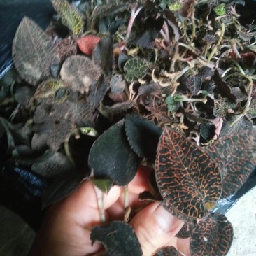 正品野生中药材金线莲