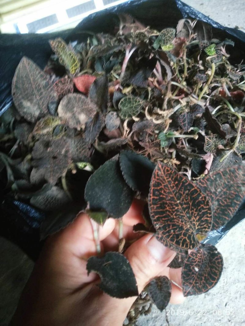 正品野生中药材金线莲