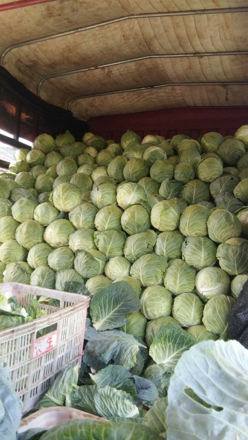 甘蓝大量供应，颜色碌，耐运输