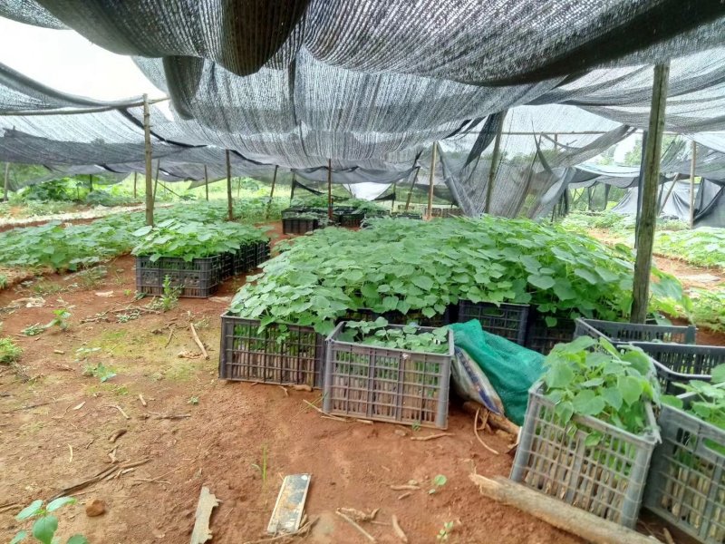 泡桐裸根苗和泡桐营养杯苗