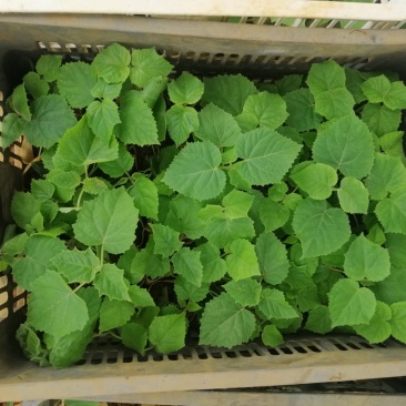 泡桐裸根苗和泡桐营养杯苗