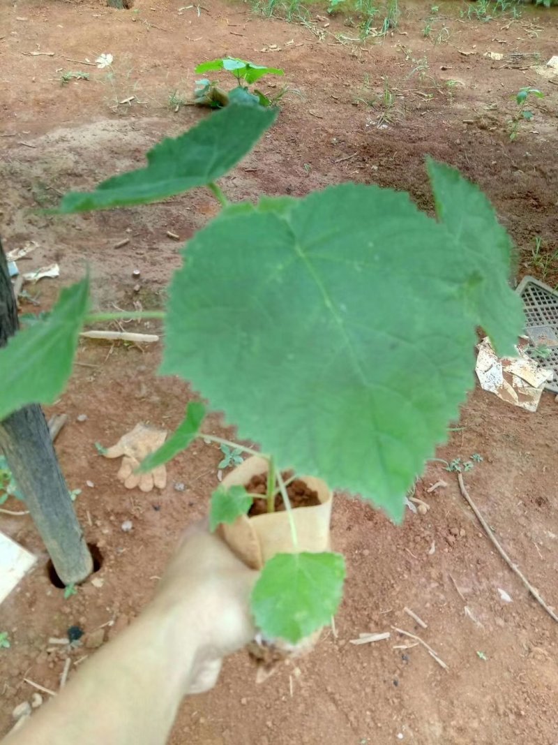 泡桐裸根苗和泡桐营养杯苗