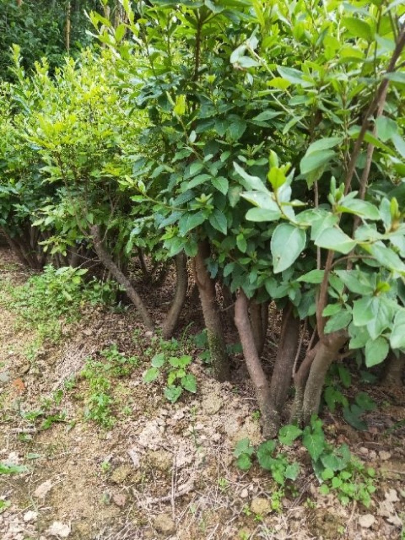 杜鹃苗