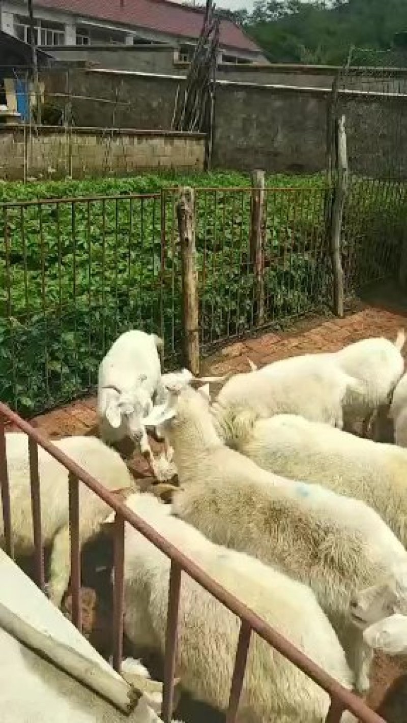育肥肉羊节羊，草膘菜母羊