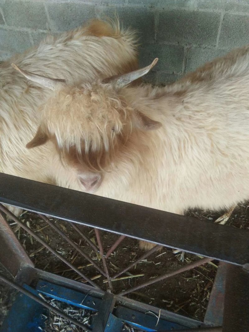 育肥肉羊节羊，草膘菜母羊
