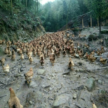 正宗竹林生态土鸡