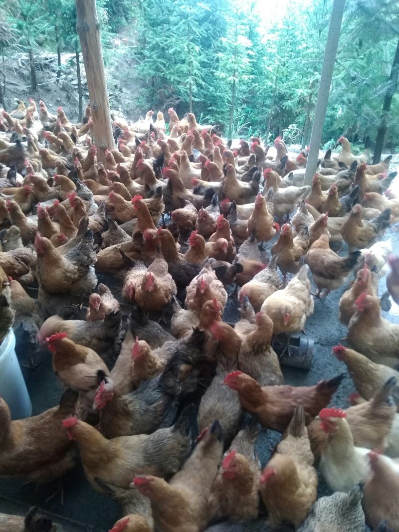 正宗竹林生态土鸡