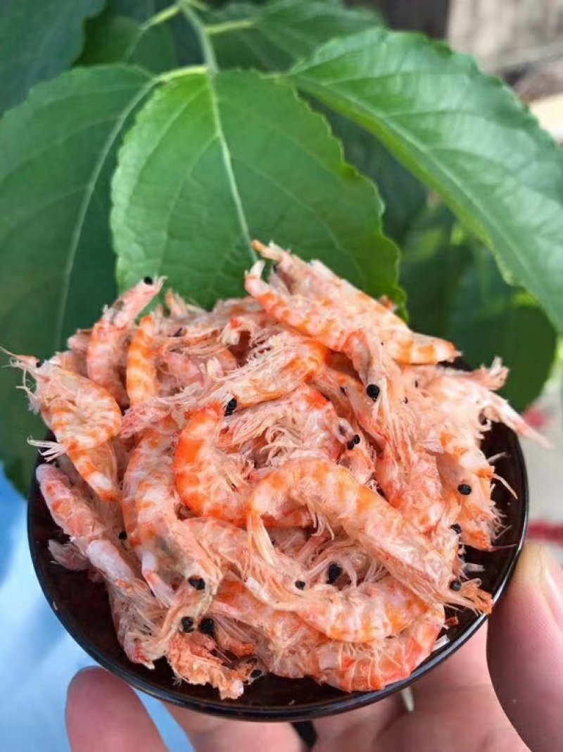 南极磷虾