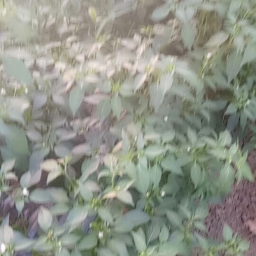 鲜小辣椒
