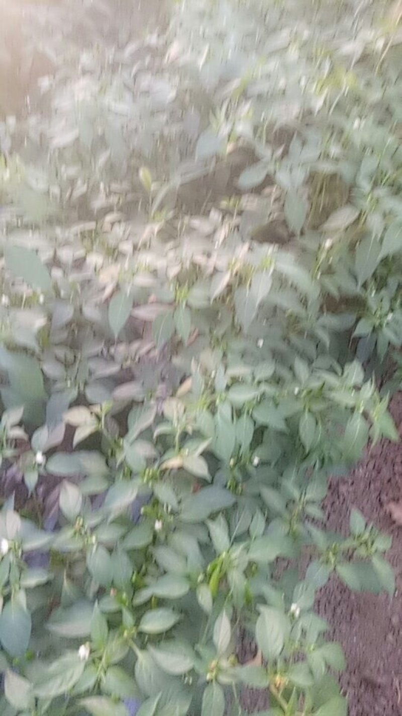 鲜小辣椒