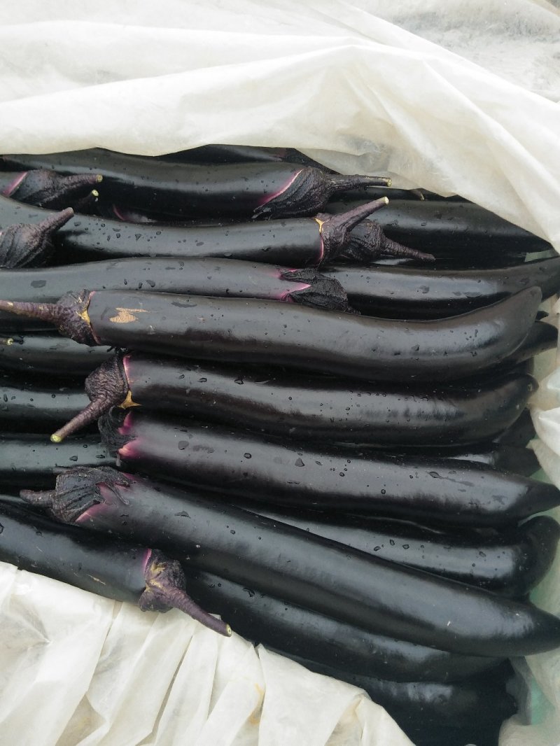 长茄子精品供应有多种蔬菜