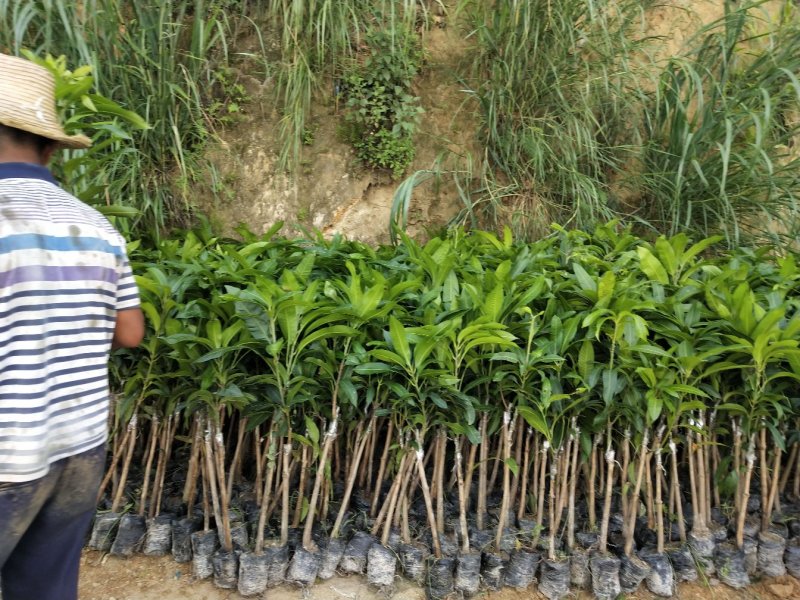 金煌芒树苗1m以下原装杯