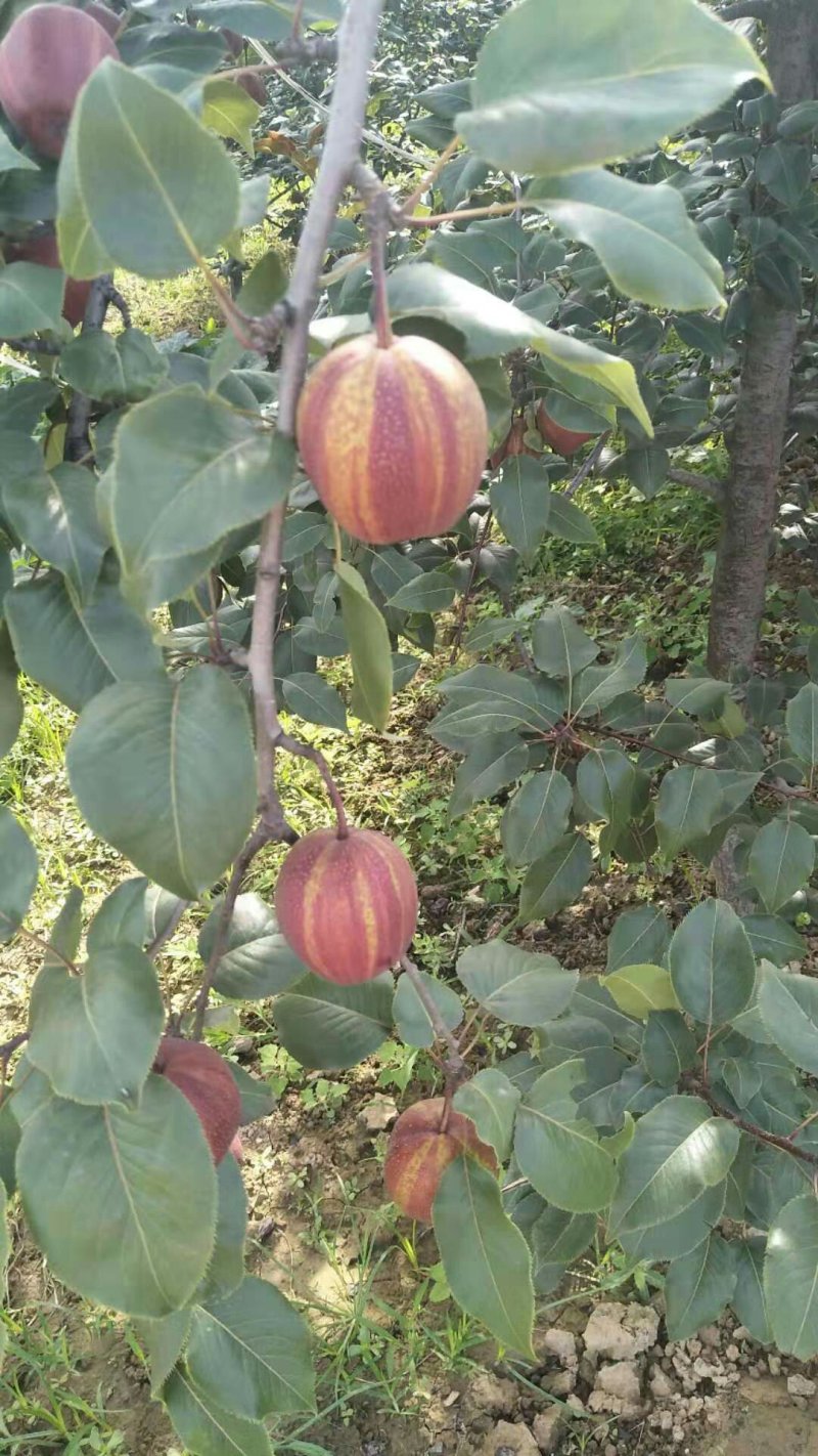 彩虹梨
