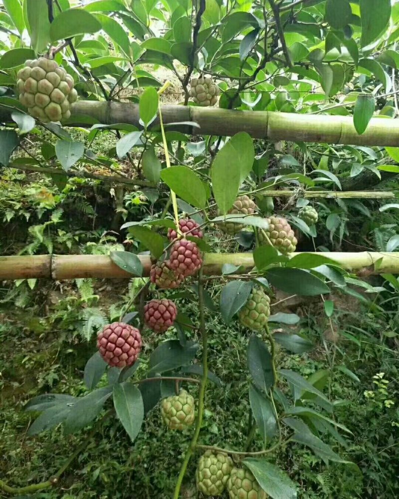 番荔枝苗30~50cm