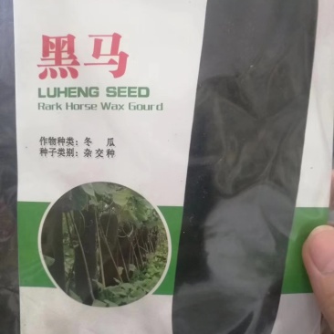 黑皮冬瓜种子炮弹形瘦长瓜皮色墨绿春播2月1号开始