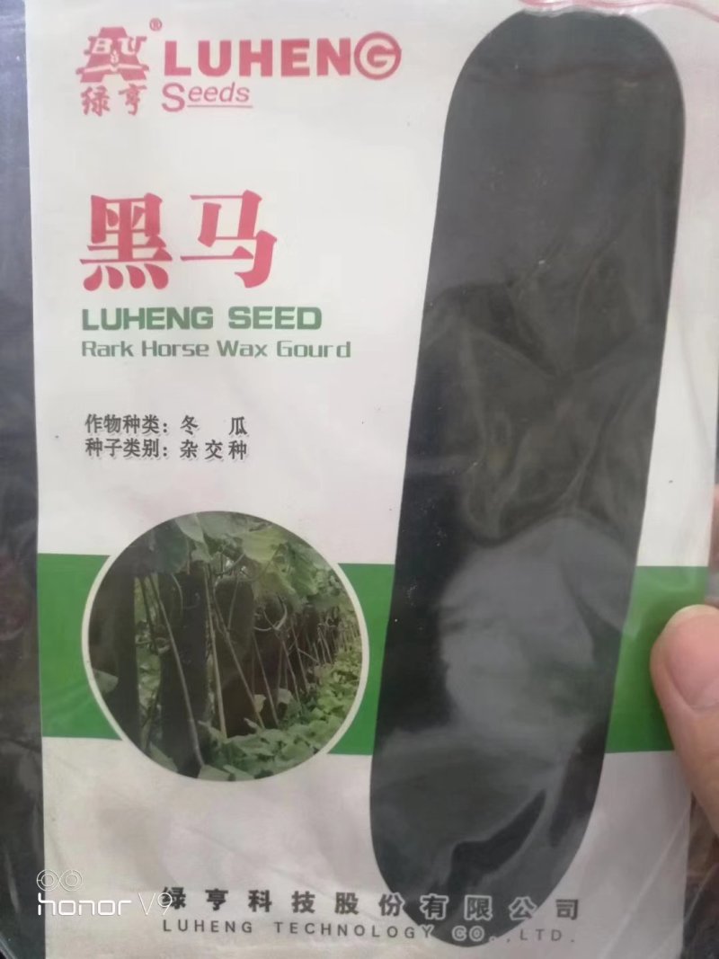黑皮冬瓜种子炮弹形瘦长瓜皮色墨绿春播2月1号开始