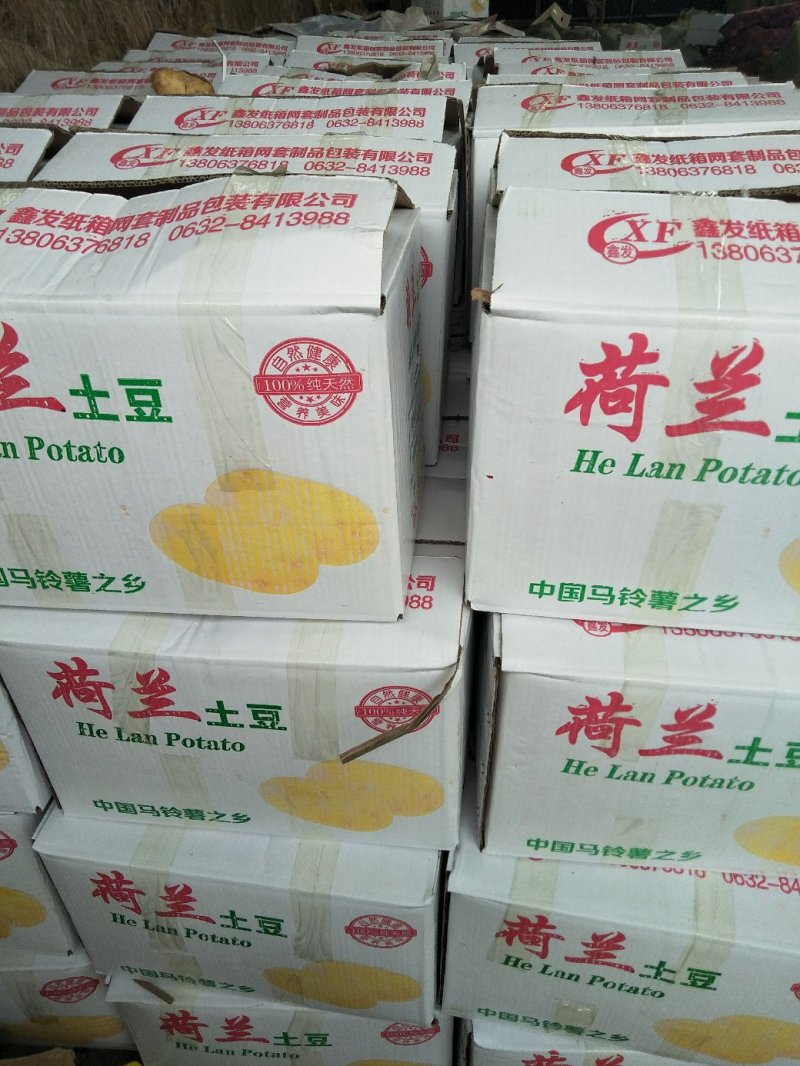 土豆露天的六七大量供应