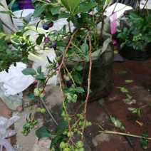 蓝莓盆栽