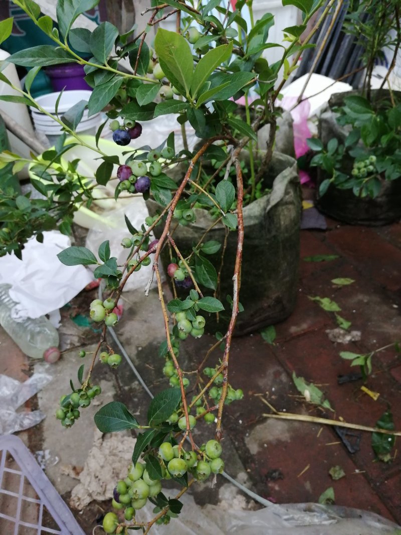 蓝莓盆栽