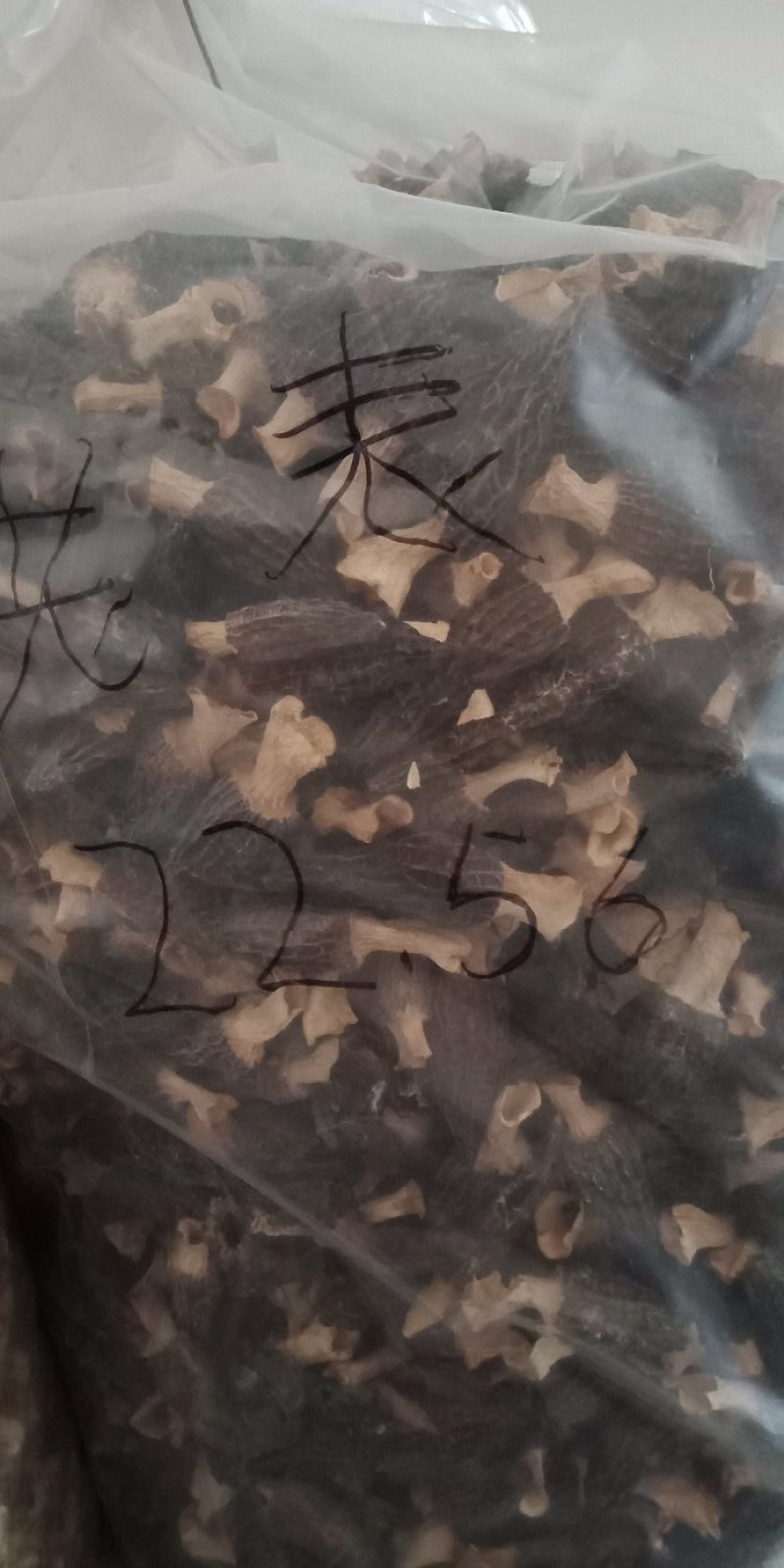 羊肚菌