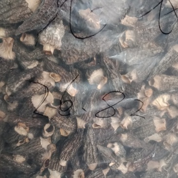 羊肚菌
