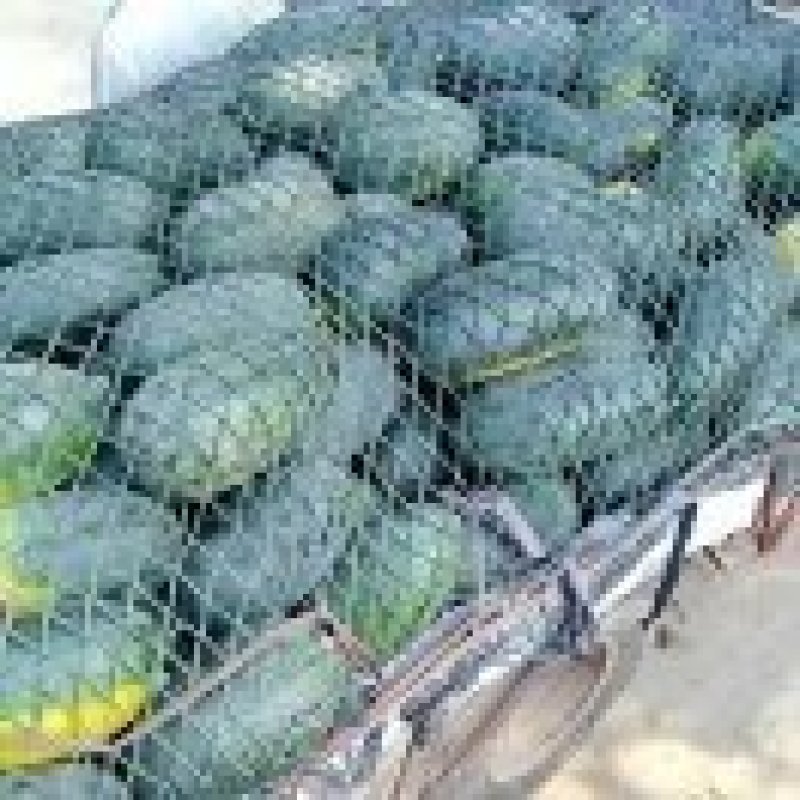 精品黑美人大量上市货源充足万亩黑美人欢迎咨询