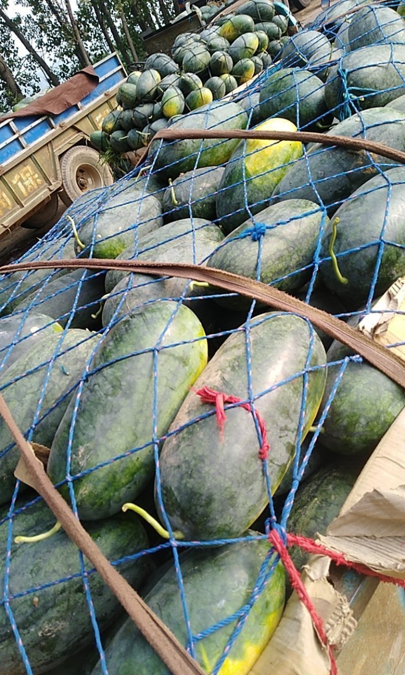 精品黑美人大量上市货源充足万亩黑美人欢迎咨询