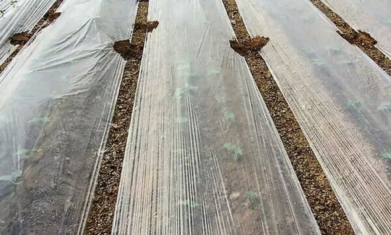 地膜农用银黑色薄膜果树果园保温保湿蔬菜棚工程混凝