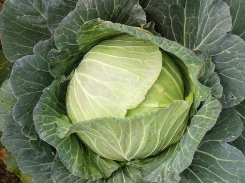 棉花白包菜