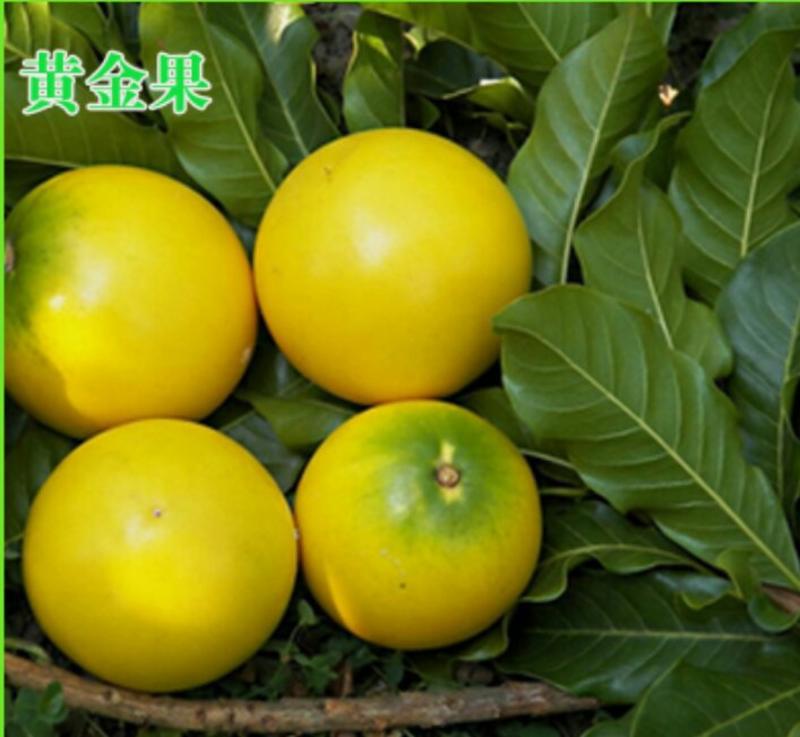 黄晶果苗正宗台湾进口品种