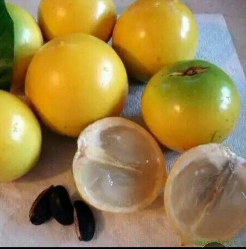 黄晶果苗正宗台湾进口品种