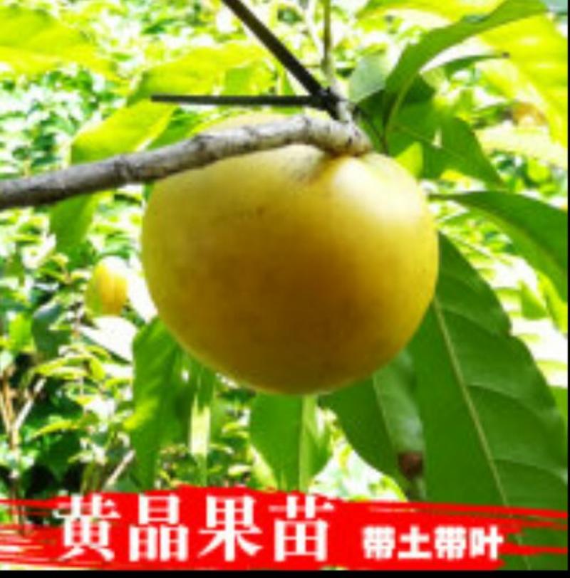 黄晶果苗正宗台湾进口品种