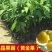 黄晶果苗正宗台湾进口品种