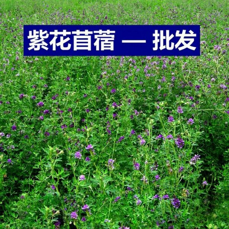 【紫花苜蓿种子猪牛羊兔鸡鸭鹅多年生四季养殖牧草苜蓿草鱼