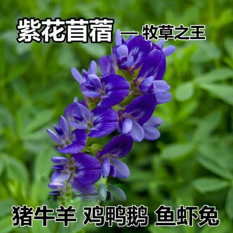 【紫花苜蓿种子猪牛羊兔鸡鸭鹅多年生四季养殖牧草苜蓿草鱼