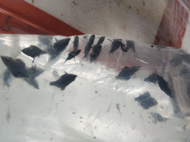 银鳕鱼鱼塘垂钓鱼苗支持送货上门货到付款
