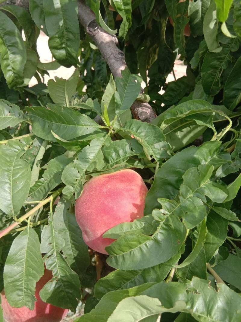 红不软桃