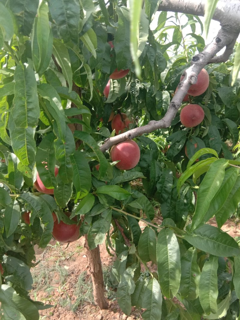 红不软桃