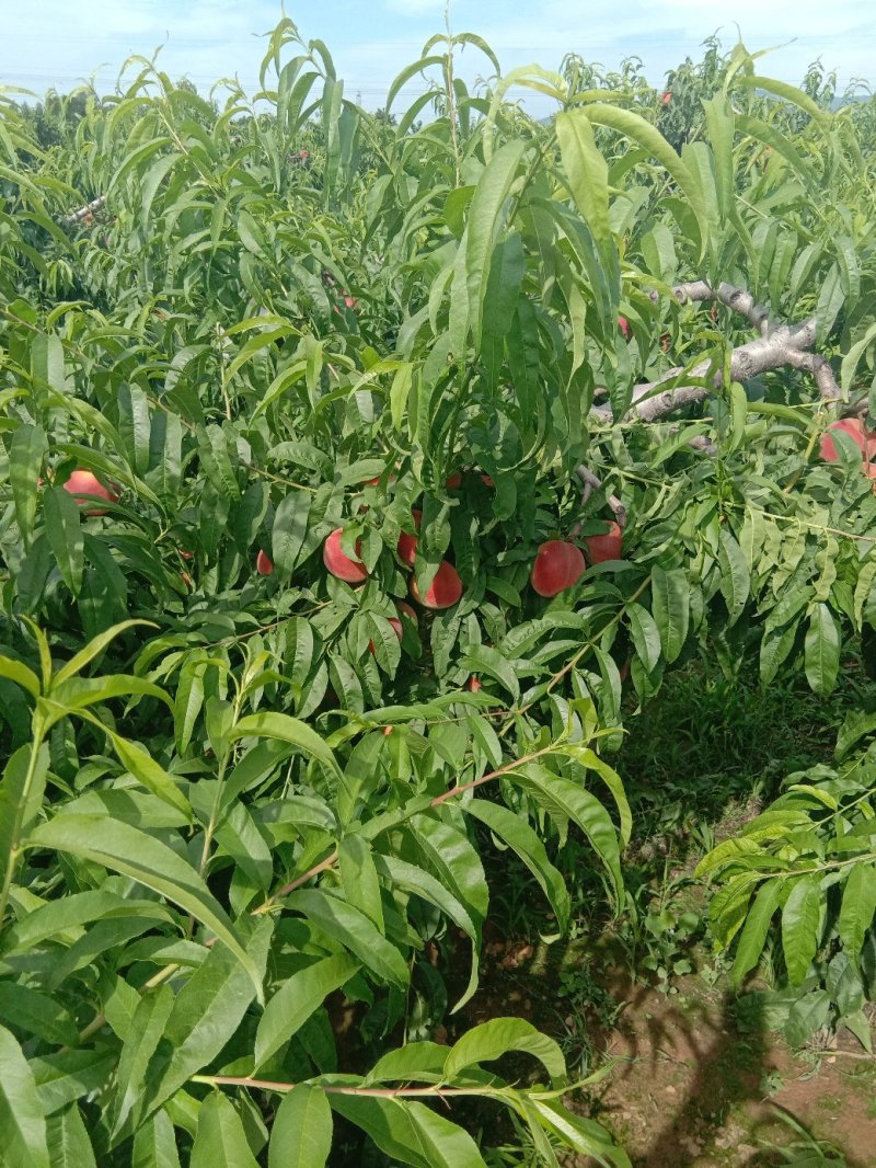 红不软桃