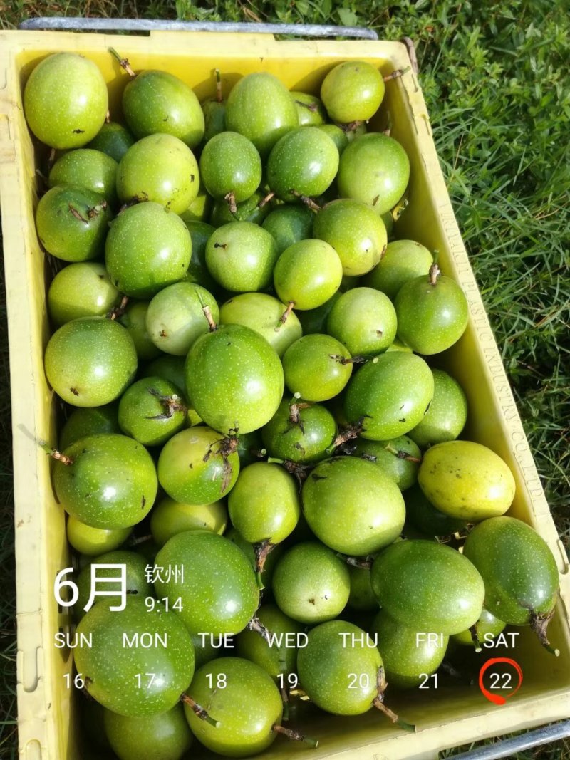 蜜味黄金百果