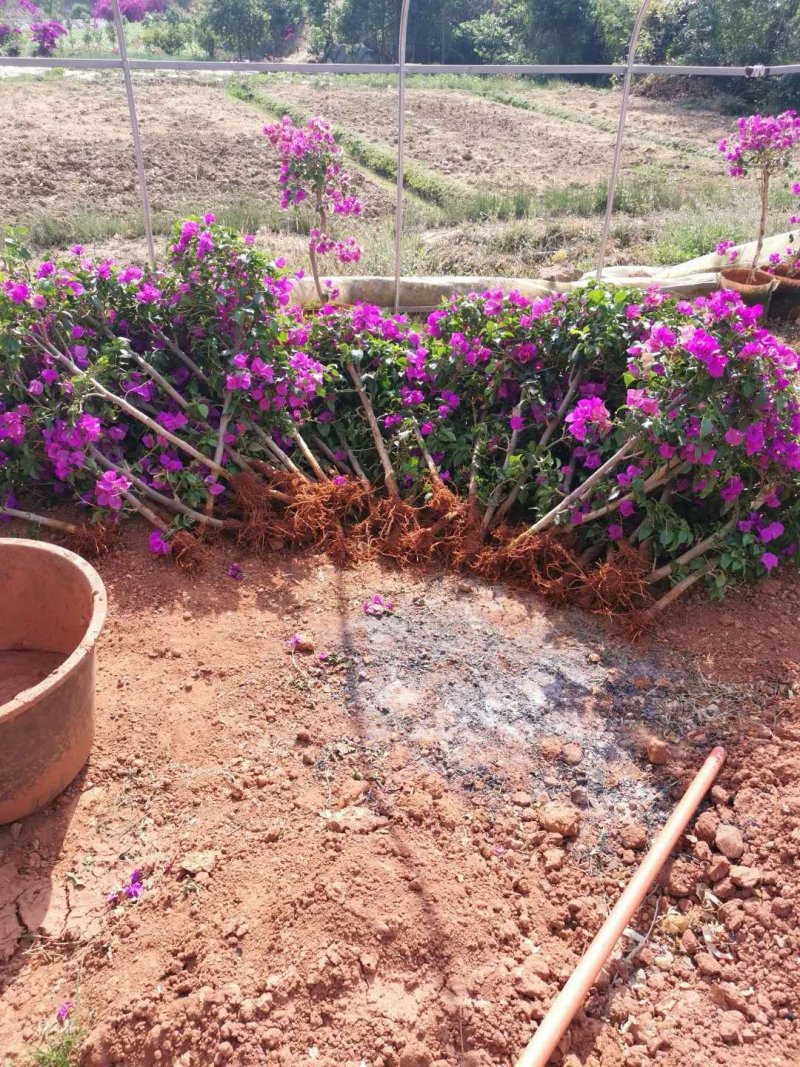 基地大量批发杆子高度八十分的云南紫三角梅
