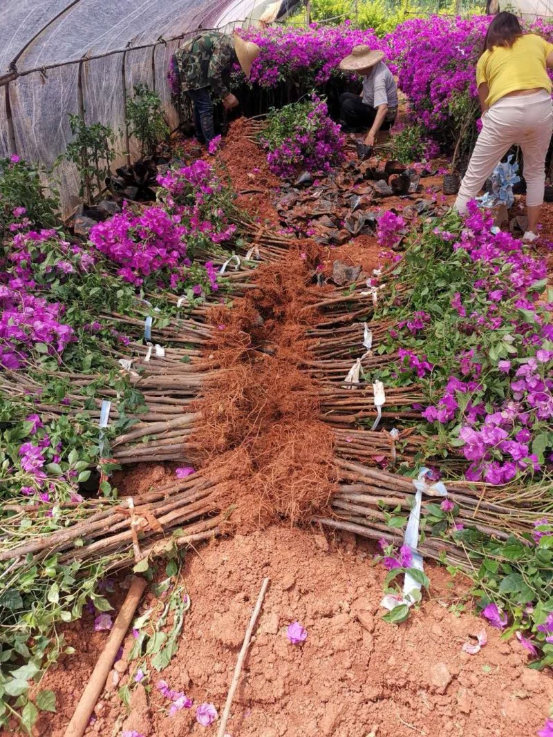 基地大量批发杆子高度八十分的云南紫三角梅