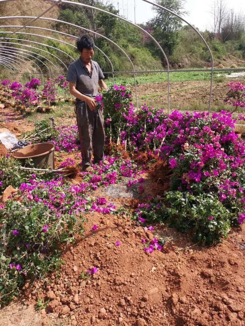 基地大量批发杆子高度八十分的云南紫三角梅