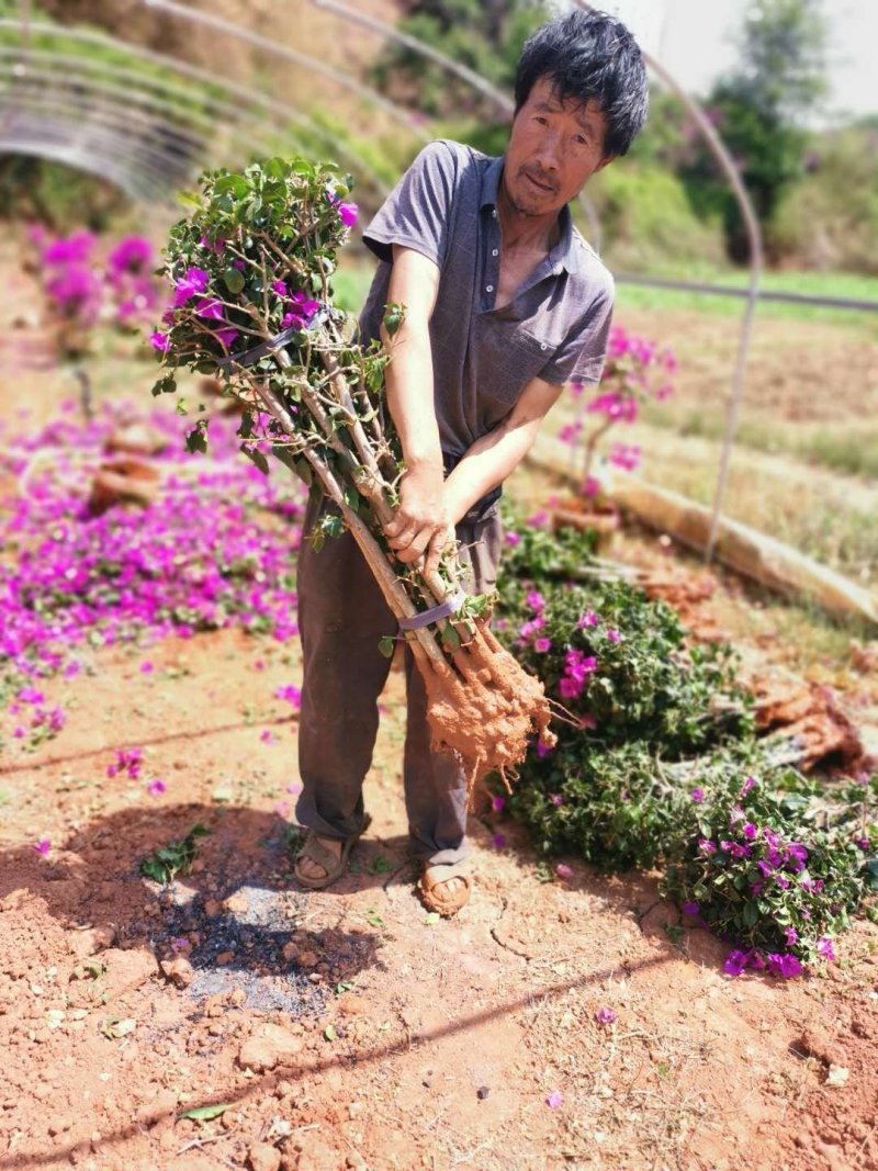 基地大量批发杆子高度八十分的云南紫三角梅