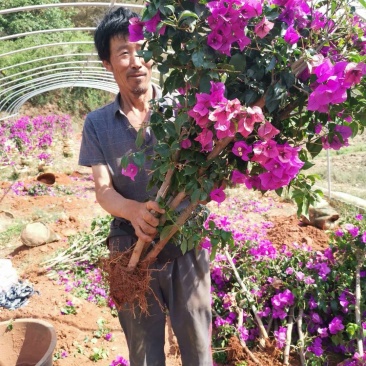 基地大量批发杆子高度八十分的云南紫三角梅